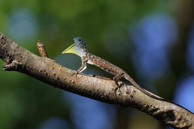 Draco volans