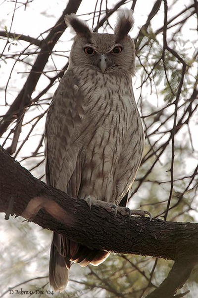 Bubo coromandus