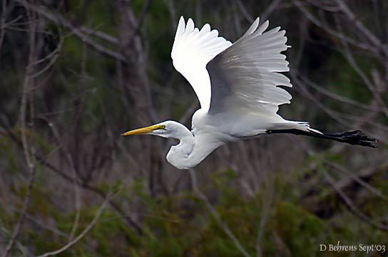 Ardea alba