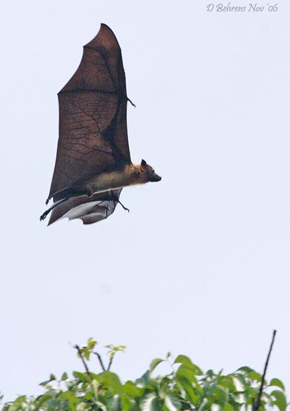 FruitBat