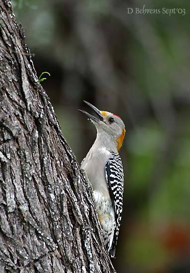 Piciformes