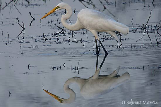 Ciconiiformes