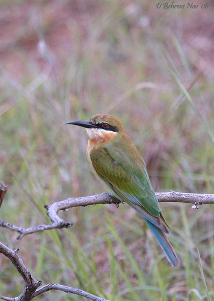 Coraciiformes