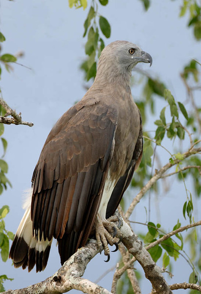 GreyHeadedFishEagle