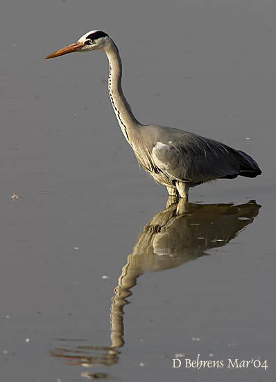 GreyHeron