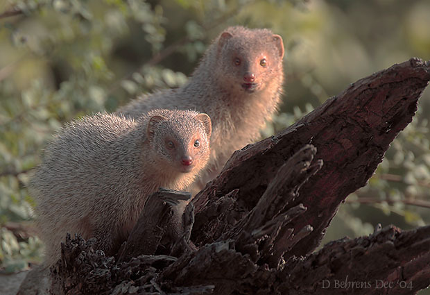 GreyMongooseMotherandcub