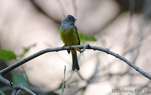 GreyheadedCanaryFlycat