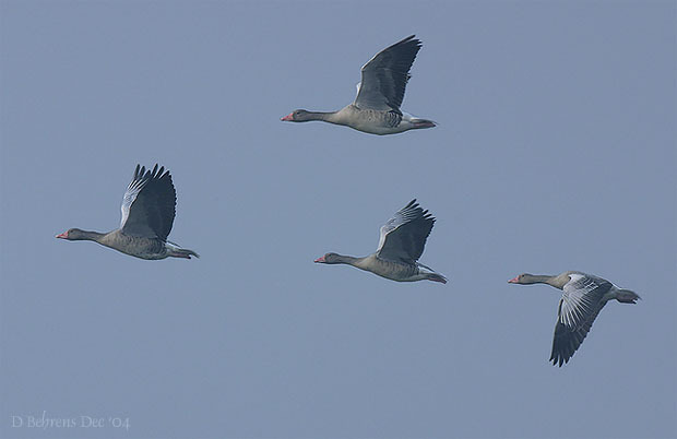 Anseriformes