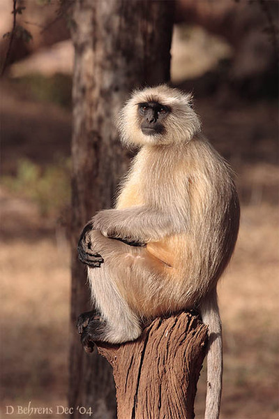 HanumanLangur