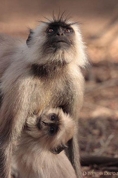 Semnopithecus entellus