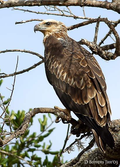 Falconiformes