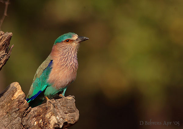 Coracias benghalensis