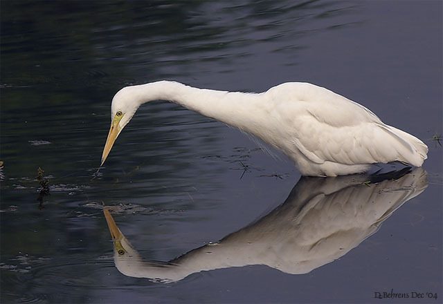 Egretta intermedia