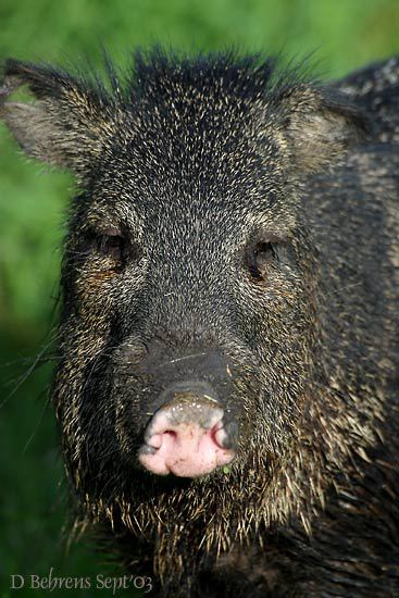 Javelina