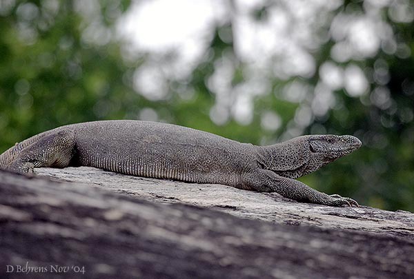 Varanus bengalensis