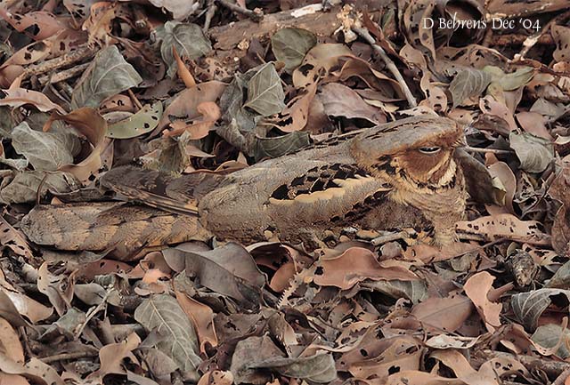 Caprimulgiformes