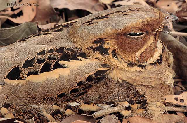 Largetailed_Nightjar