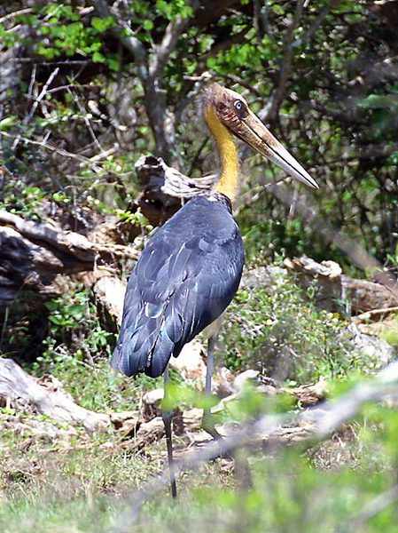 Leptoptilos javanicus