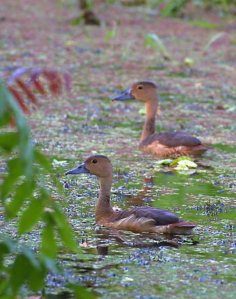 Anseriformes