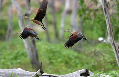 LesserWhistlingDucks