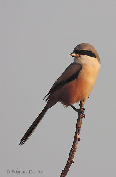 LongtailedShrike