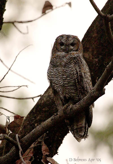 Strix ocellata