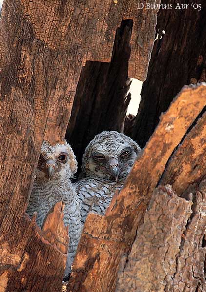 MottledWoodOwlchicks