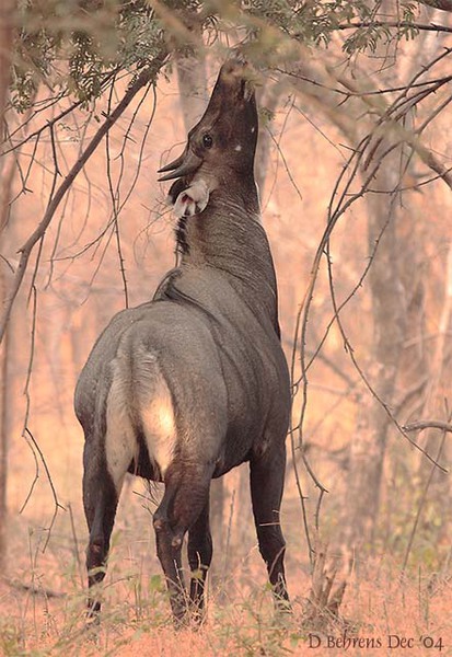 Boselaphus tragocamelus