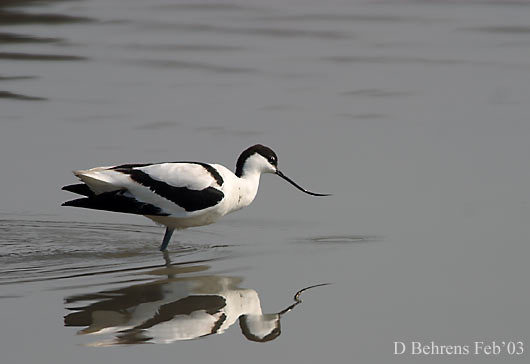 PiedAvocet