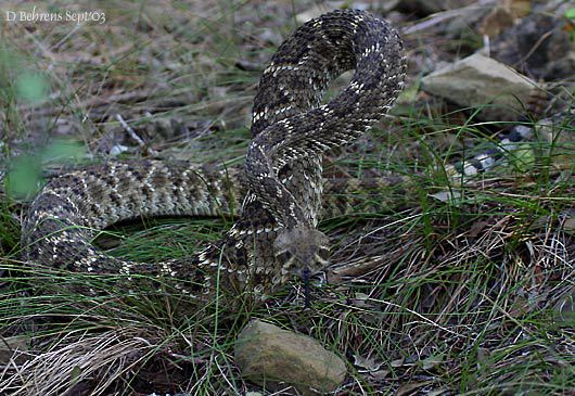 Crotalus