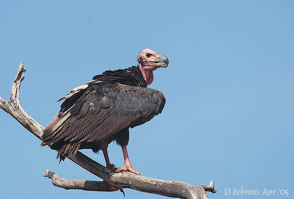 Sarcogyps calvus