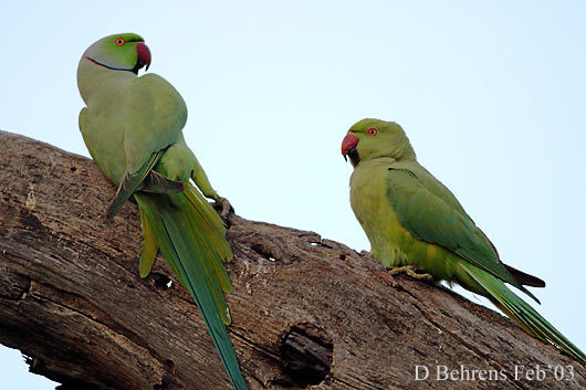 RoseringedParakeets