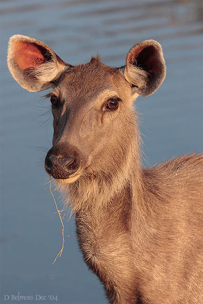 Rusa unicolor