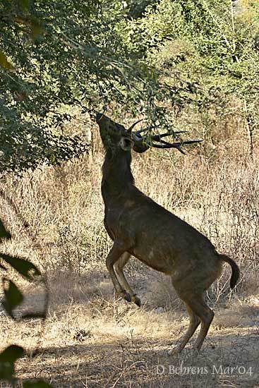 Rusa unicolor