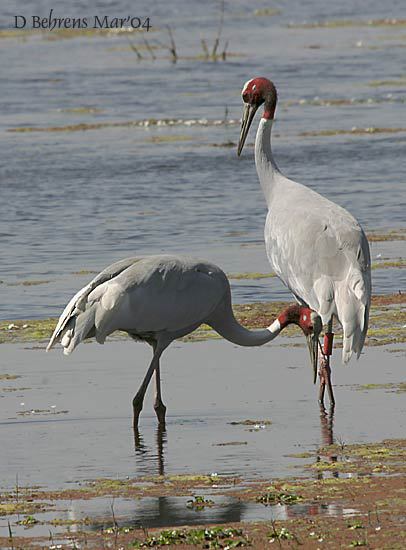 SarusCranes