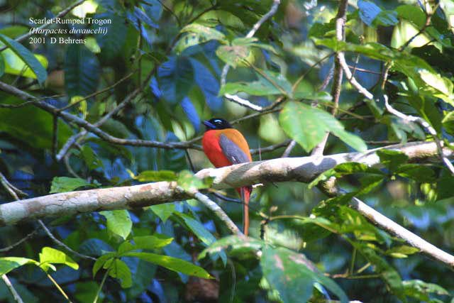 ScarletrumpedTrogon2Male