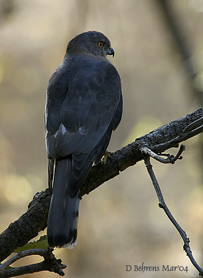 Accipiter badius