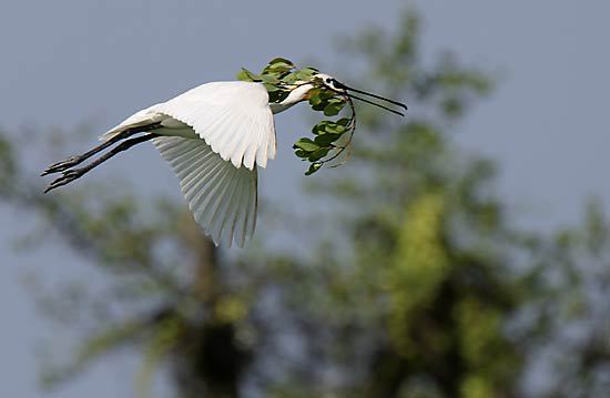 Platalea