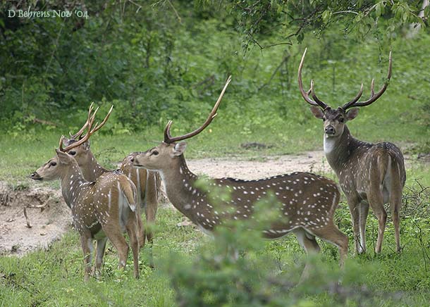 SpottedDeer