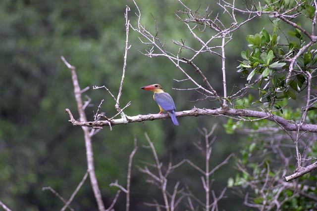 StorkbilledKingfisher