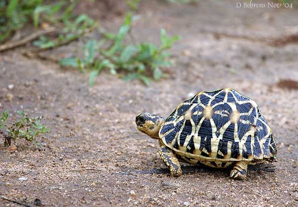 Geochelone