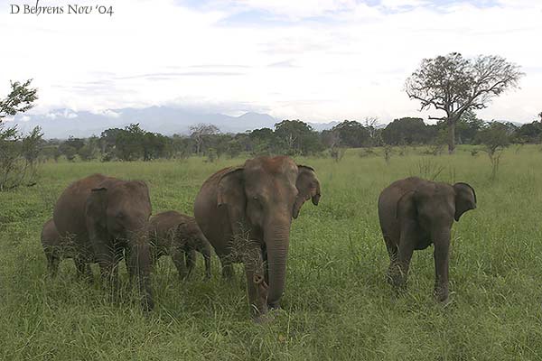 UdawalaweElephants