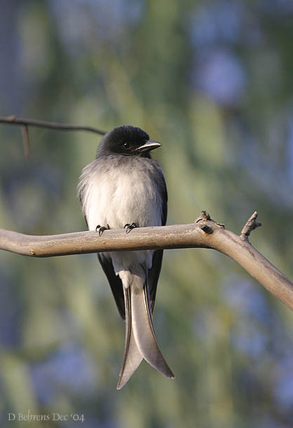 WhitebelliedDrongo