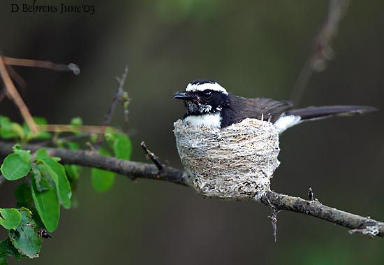 Passeriformes