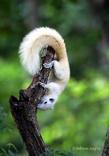 Whitesquirrel
