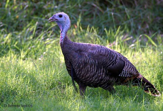 WildTurkey