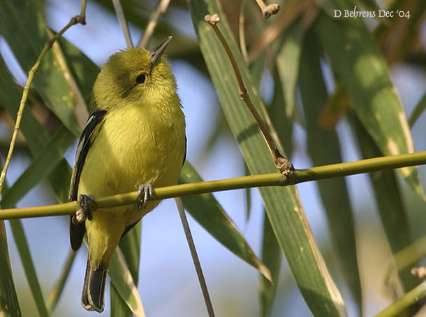 YellowWagtail