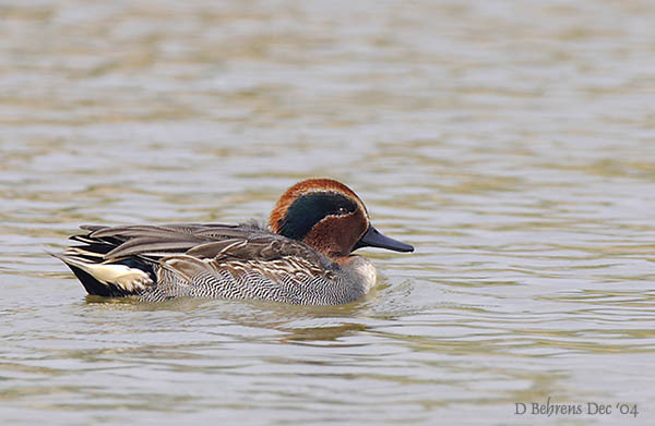 Anseriformes