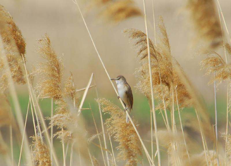 Acrocephalus arundinaceus