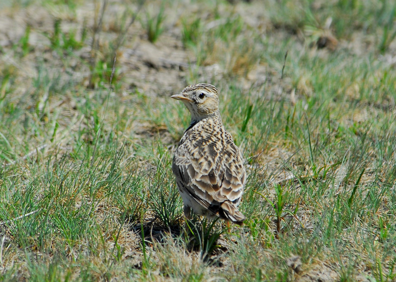 Passeriformes